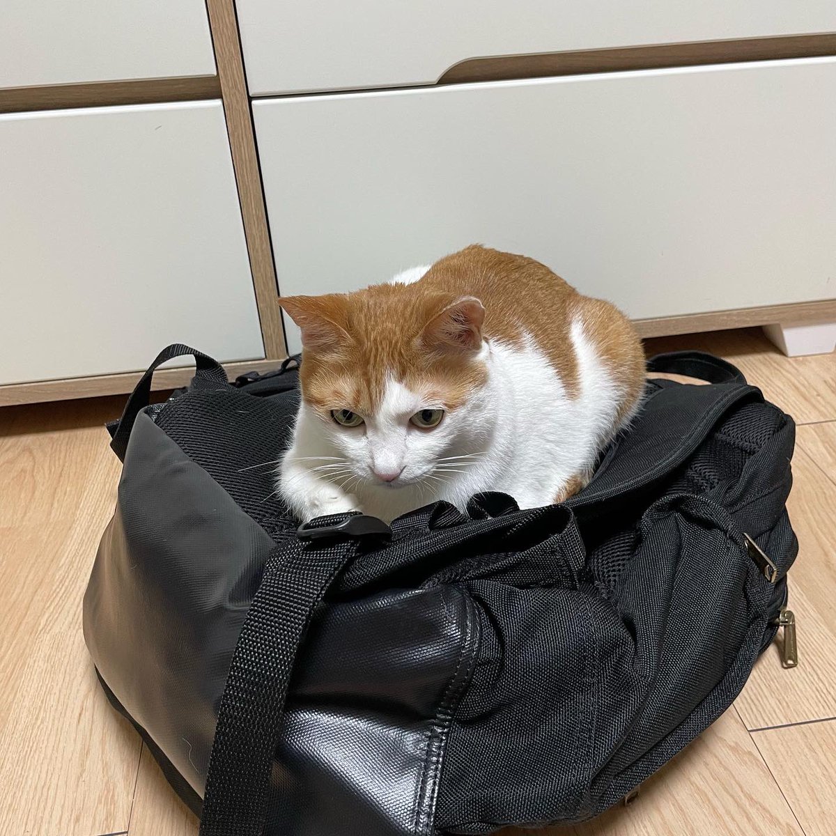danbi0139's tweet photo. 집사가 가방 위에 올라가는 거 안좋아하는데 한눈 판 사이에 올라가놓고 눈 안마주치는 거 너무 웃겨 이고양이.. https://t.co/7o76A8heIi