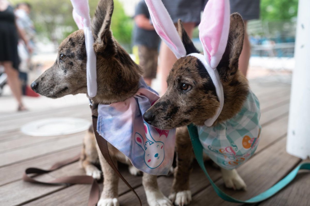 Jess_eh_ca's tweet photo. From herding cattle to hunting bacon Easter eggs. #cowboycorgis https://t.co/v0EDYzhCRo