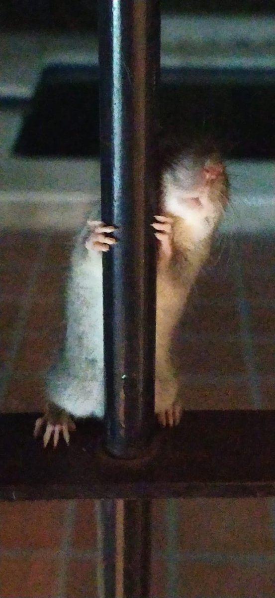emegebe23's tweet photo. Mi novio me dice voy a entrar a la gata q esta jugando con un bichito
El bichito: https://t.co/fp3Fw4Udbw