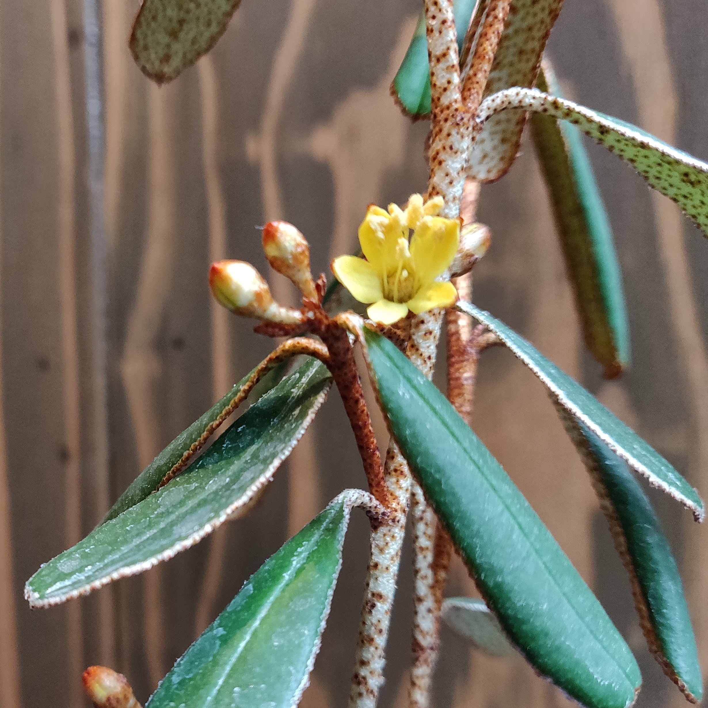 Forest De Florist Flower Yellow Tiny Nature Phebalium キリンの木 ゴールデングロー Tlを花でいっぱいにしよう 花が好きな人と繋がりたい 植物学の日 母の日 花束 福岡県 宗像市 福津市 花屋 T Co C7lxyvfmhy Twitter