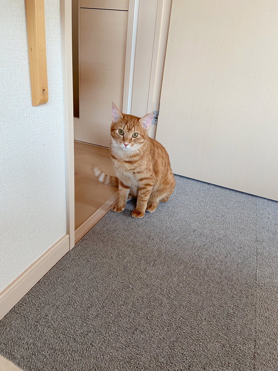 nyankatsu49's tweet photo. ベッドに足をぶつけて騒いでいたらウルたんが来てくれた🥺 https://t.co/R9ZIg2I3vU