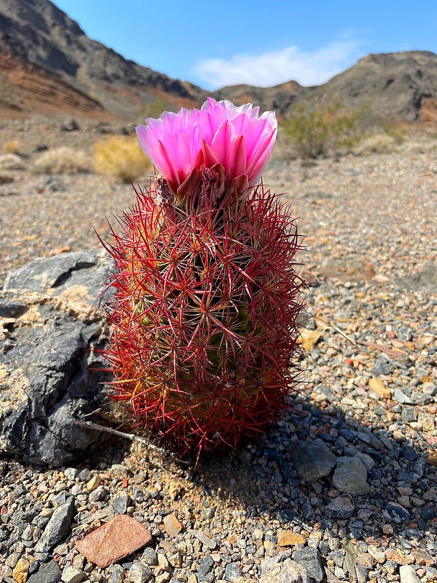 Johnson’s devil claw cactus (Sclerocactus johnsonii) blooming in dolomite hills of eastern Inyo County #CaliforniaDesert #rareplant