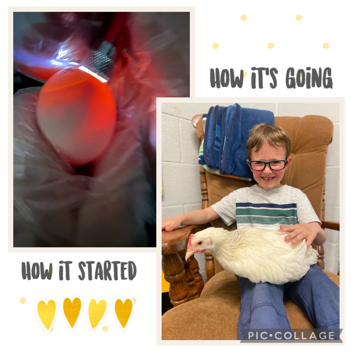The baby chicks are living their best life in A2! Next stop: their own coop! 🐓 #STEMeducation #makelearningfun #Kindergarten <a href="/JAE_stem/">JackAndersonElemSTEM</a> <a href="/sumnerstem/">@SumnerSTEM @SumnerSTEAM</a> <a href="/BenLBruce/">Ben Bruce</a>