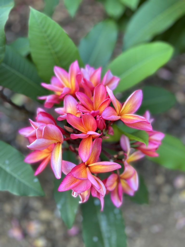 thedailydish's tweet image. Plumeria!
