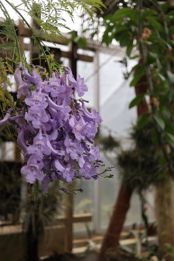 キリモドキ Twitter Search Twitter