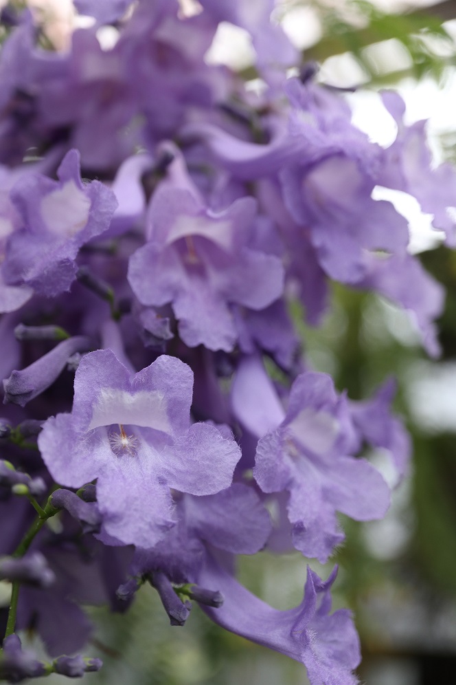 キリモドキ Twitter Search Twitter