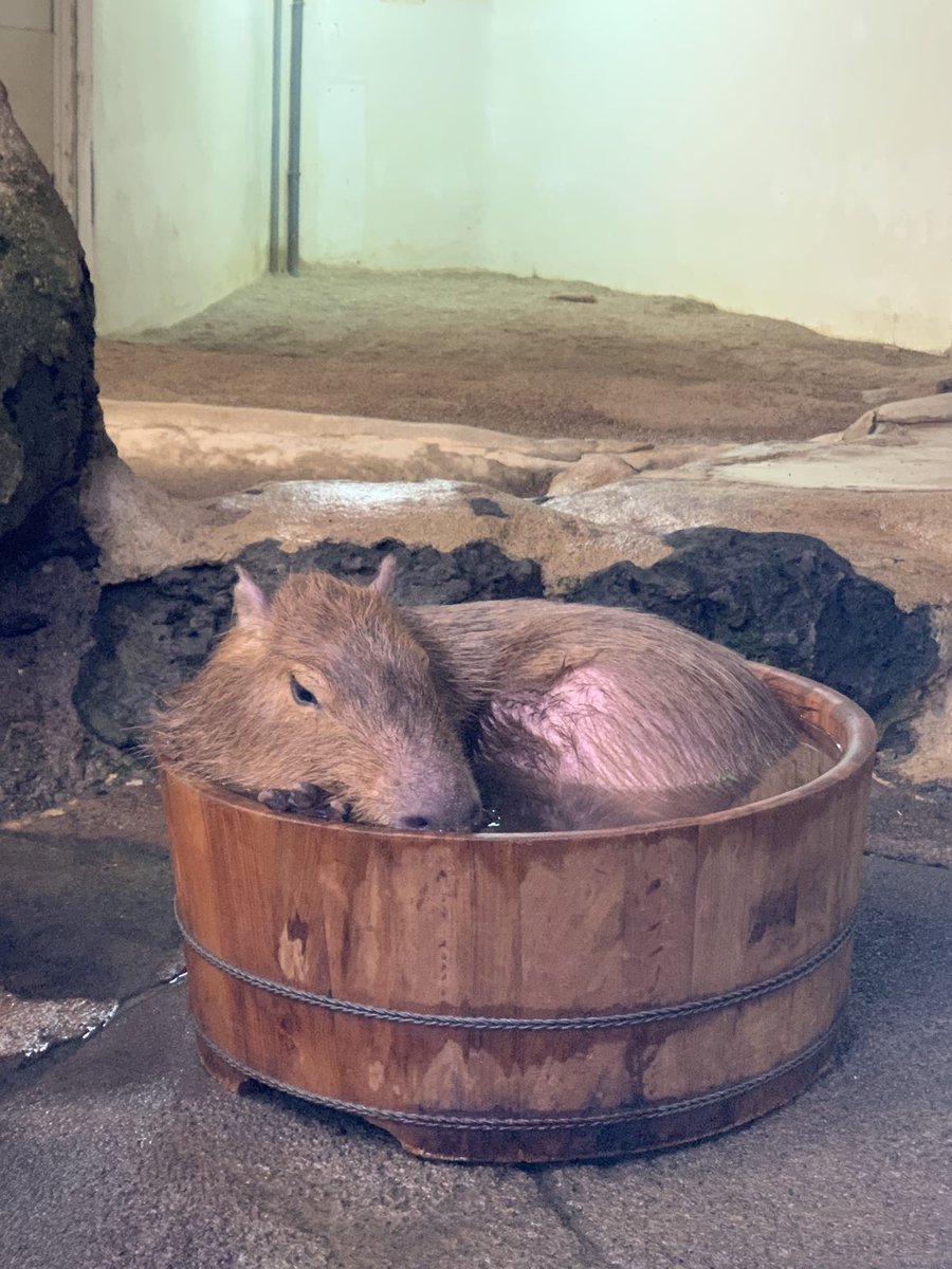 Rui Can Eternally Go Toypoorandc Twitter Rui Can Eternally Go Toypoorandc Twitter