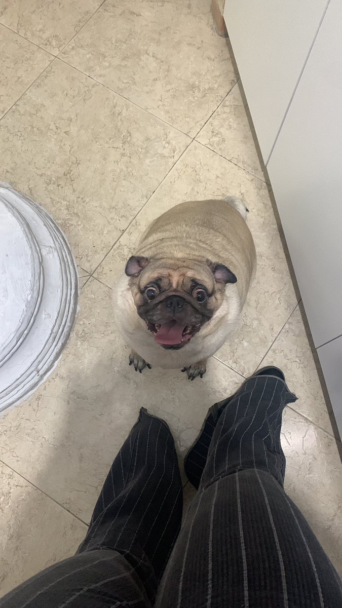 d_procedencia1's tweet photo. #pugtime https://t.co/AZ7fVO5Hix