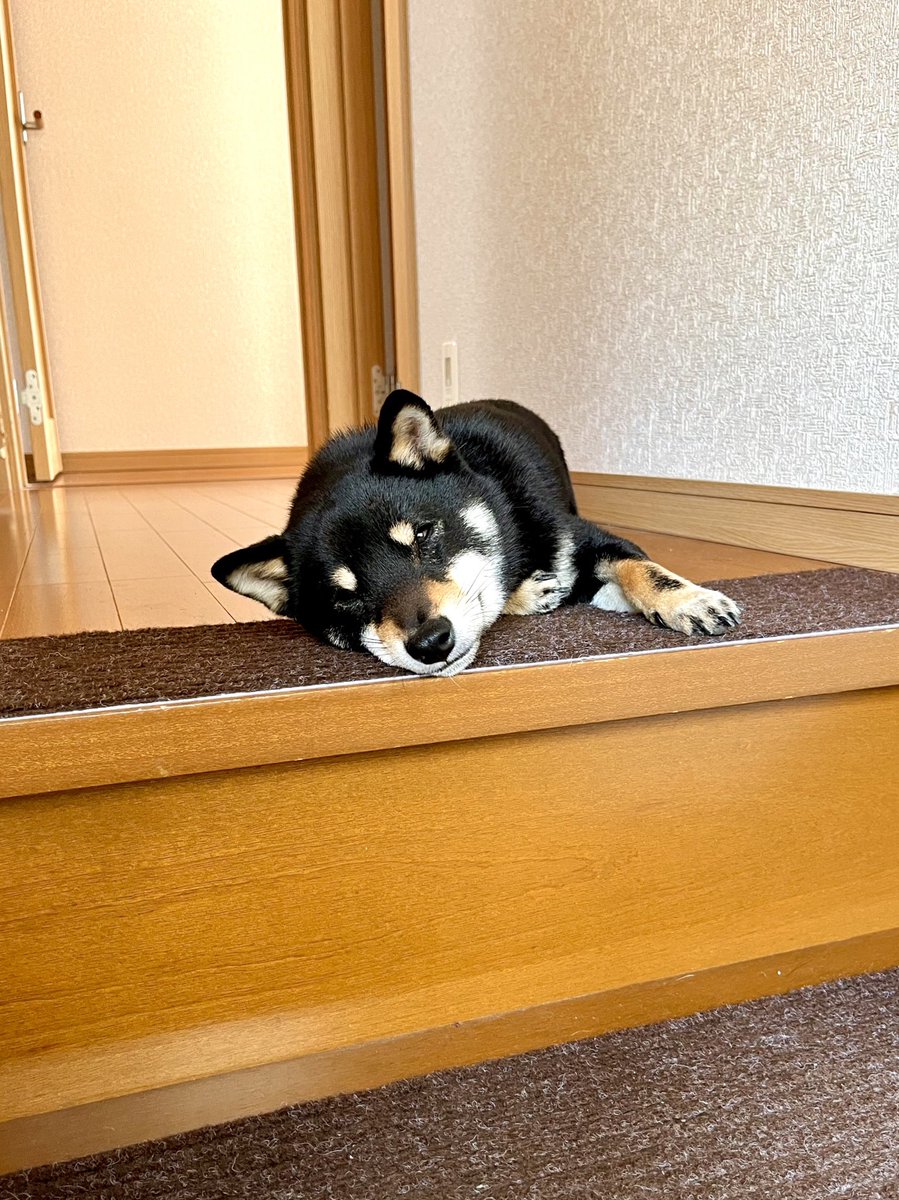 mameshibatora39's tweet photo. ここを通りたければ通行料として１なでなでをお支払い下さい

#豆柴
#まめしば
#柴犬
#Shiba
#豆柴好きと繋がりたい https://t.co/7OOC6BoyUf