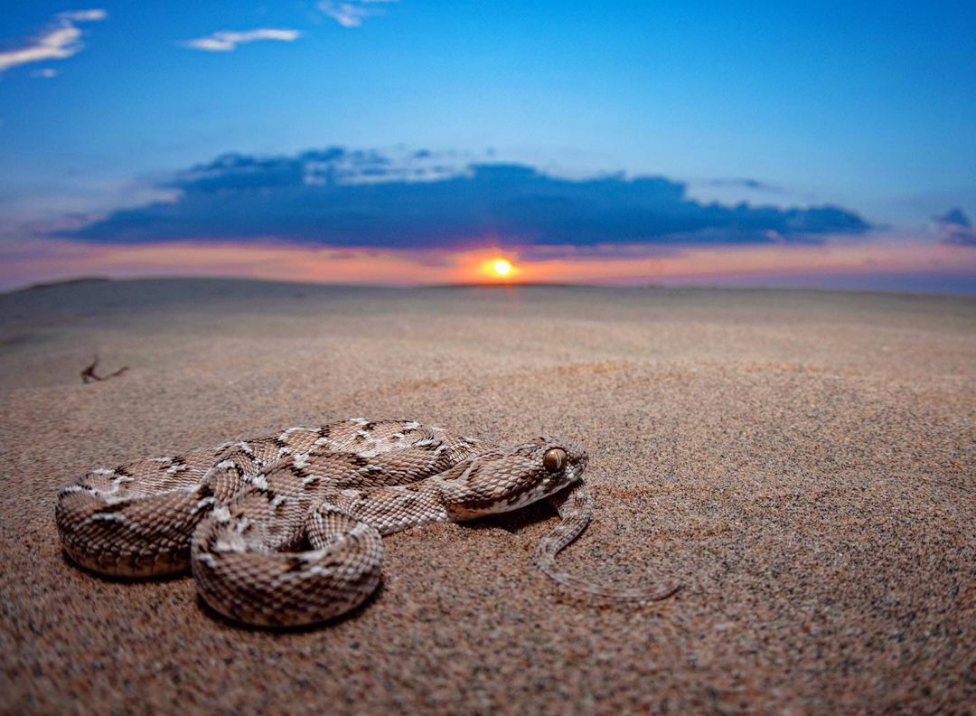 Saw-scaled #viper, photographed in the #Thar by Hema Palan.

#repost #sawscaledviper #snake #reptile #animals #wildlife #fauna #biodiversity #nature #beauty #desertlife #life #earth #ourplanet #lifeonearth #snakesofindia #lifeonourplanet #imageoftheday #photooftheday #picoftheday