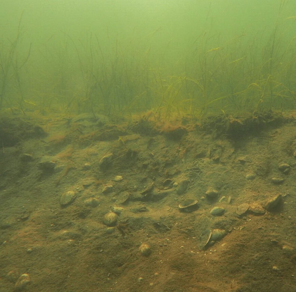 CollatzF's tweet photo. So sieht es in der #flensburgerfoerde aus wenn der #muschelfischer den Boden durchflügt hat. Die #foerde ist schon fast tot - auch auf dänischer Seite muss es verboten 🚫 werden. Forderung nach einem Naturschutzgebiet Innere Förde #umweltschutz #nachhaltig https://t.co/tGU4lCiXDb