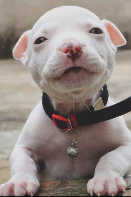 holy_pitbull's tweet photo. Cute baby #pitbull❣️🥰 https://t.co/xmyBfJf3v8