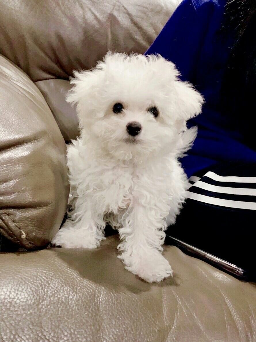 116pets tweet picture