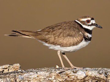 tweettweetshae's tweet photo. This week BOTW: Killdeer ! They are similar in size to robin but with longer legs and wings ! They had two black bands that make them very distinct to see! You will see them a lot walking the ground , running ahead a few stops, you can look for them on open ground. https://t.co/weYqipo3d6