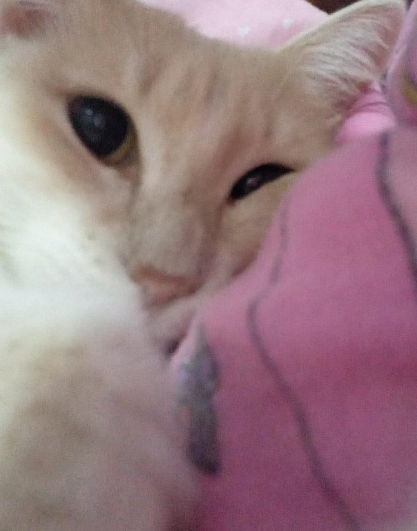 AlexJeanAt's tweet image. Perdí la fe en la humanidad, ahora solo le tengo fe a mi gata