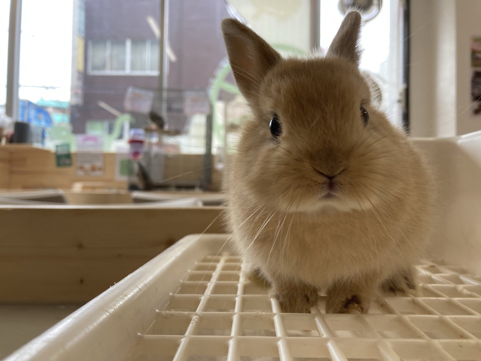 なんばパークス前店 小動物カフェロックスター これは 可愛すぎる 生後１ヶ月のネザーランドドワーフオレンジカラーです うさぎのいる暮らし うさぎ販売 ネザーランドドワーフ うさぎ好きさんと繋がりたい もふもふ T Co