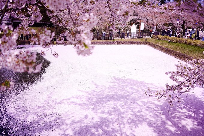 夜桜 高画質 のtwitterイラスト検索結果 夜桜 高画質 のtwitterイラスト検索結果