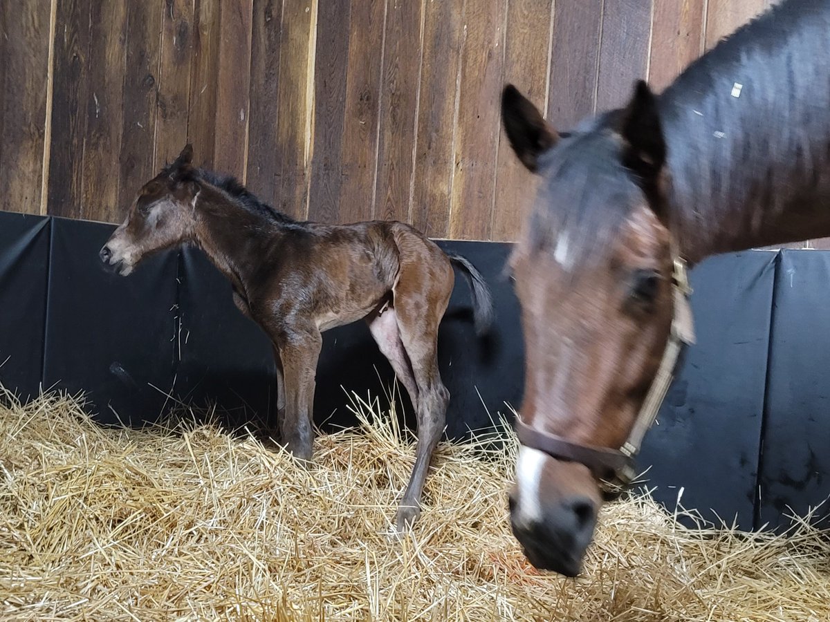 Shelley Todd tweet media