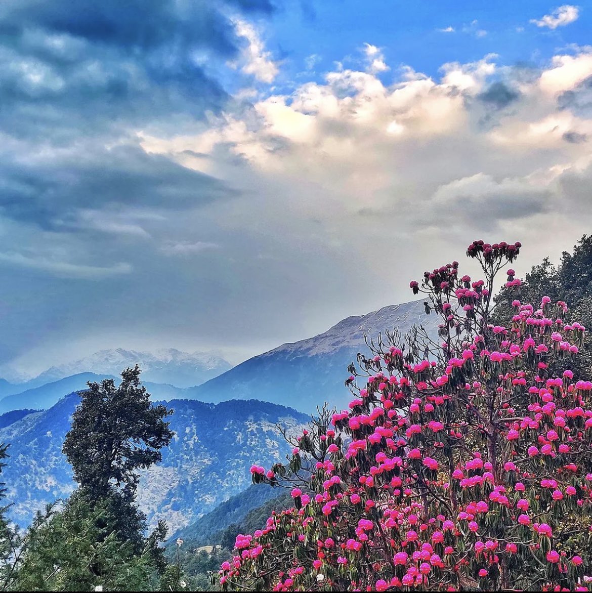 TrekkersofInd's tweet photo. At ~ 12,083 ft, Deoriatal Chandrashila is a perfect gateway trek beginners. 

 It’s a perfect package with a thrilling summit walk, scenic camp sites, enough big mountain views and lovely rhododendron forests. 

And yes, there’s also World’s highest Shiv temple, Tungnath Mahadev. https://t.co/qHijoX5cgQ