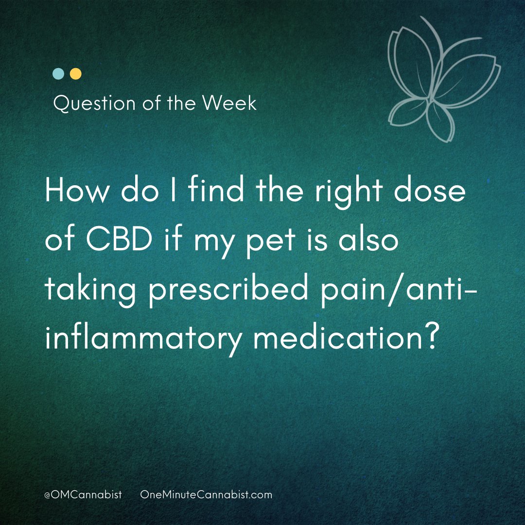 OMCannabist's tweet photo. There are two approaches to best answer this question and it depends on your ultimate goal. Read my full response here - 
https://t.co/aaWV4gUJAy
#cbdmadesimple #cbdfordogs #cbdforcats https://t.co/bOy27Eb7Z7