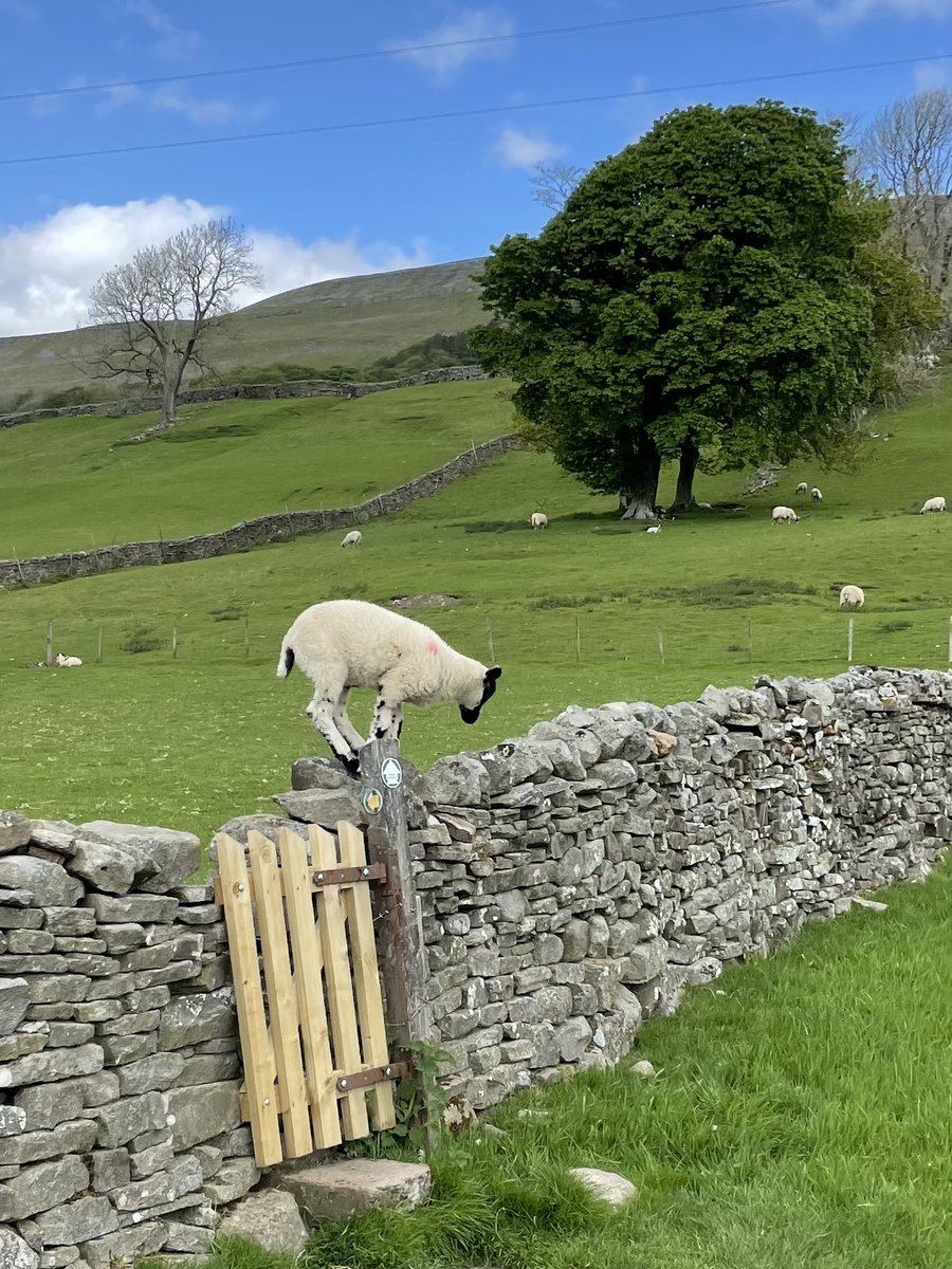 Is the grass greener on the other side? 🐏 #TuesdayThoughts 

If you're in the Yorkshire Dales today we hope you have a fabulous springtime day! 

📸 Mark Sadler

#YorkshireDales #Wensleydale