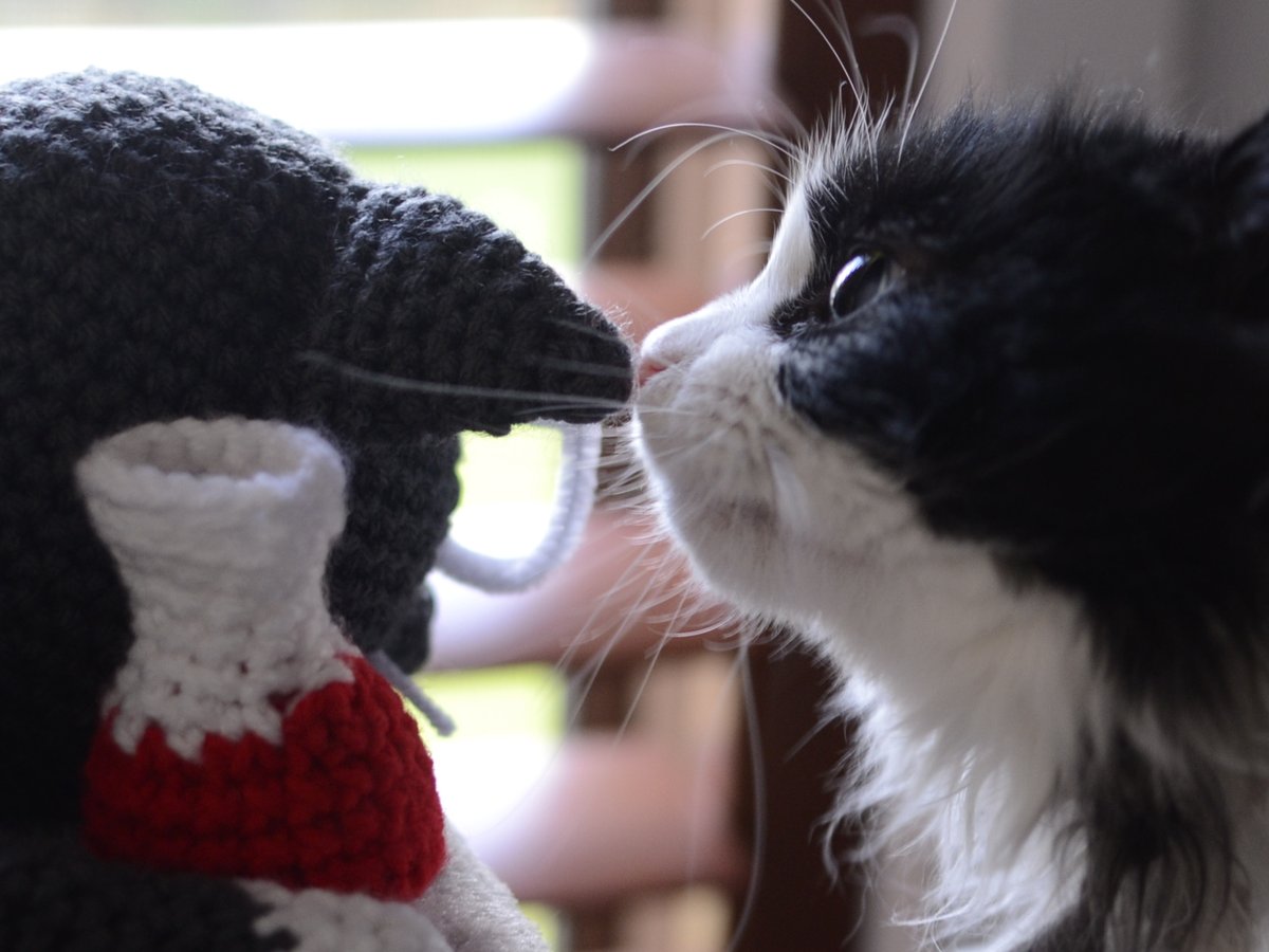 _vUvu's tweet image. Thanks @supershigi and @averagepoto for the plushie of Snubs the science cat! She arrived safely! Here are a few snaps! (poto is able to take in new orders now btw)
@lolkristin check out that collectors edition lip smackers tin
Any likeness to @snubcat are purely coincidental!😅