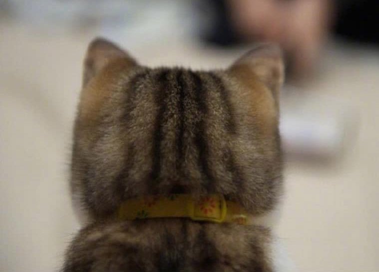 yaomi___'s tweet photo. มีคนตอบได้มั้ยคะอันไหนเน้ก ตอบถูกให้ปาทูฉิบตัว https://t.co/r9Wiq0vB4W