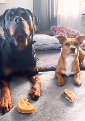 BuddyLifeMagzn's tweet photo. buddylifemagazine- Who moved my cheese?π©
Before the little one realises, the speed eating Rottie has already wolfed down his share of the goodies π
https://t.co/9l51LP9tMl
https://t.co/XxyGMYpnU0
#tuesdaytease #whomovedmycheese #whereismyfood #speedeater #buddylifedogmagazine https://t.co/3XLbhPbZty