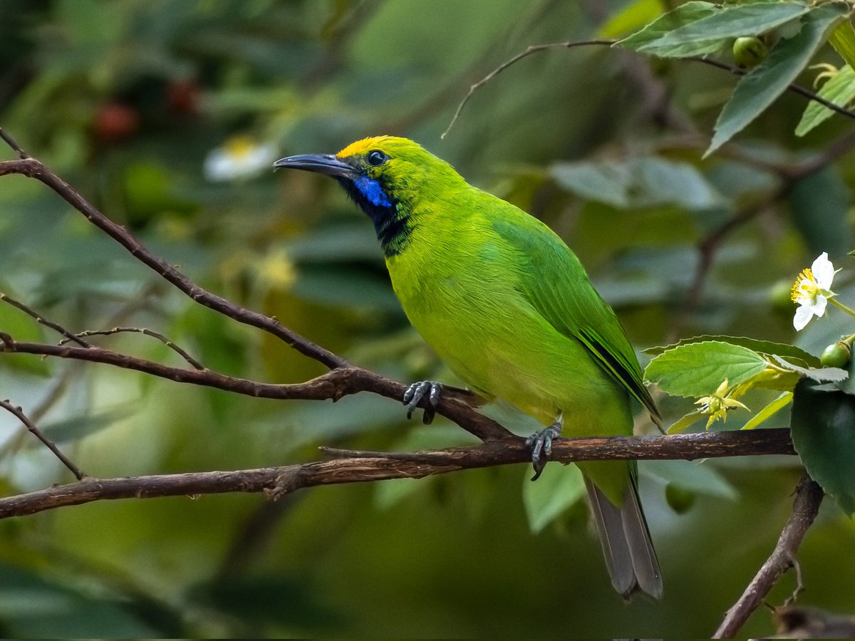 iamgraphik's tweet photo. The leaf among the leaves #goldenfrontedleafbird #IndiAves #BirdsSeenIn2022 #birdphotography #birdwatching https://t.co/Ge0dQhBvB1