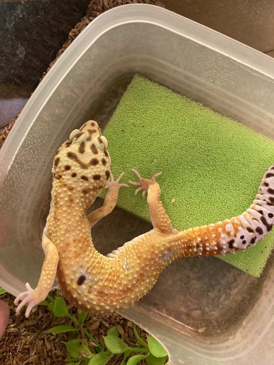 _OwO_vv's tweet photo. クリプトスポリジウム発症段階。

2021年6月(46g)クリプト陰性
2021年9月確定(30g)クリプト陽性
2022年現在4月寛解中(70g)

確定でお薬飲んで元気になるまでが本当に早かったなぁ。
#レオパ　#レオパードゲッコー #クリプトスポリジウム　#レオパのニコ https://t.co/czs33qVfcG