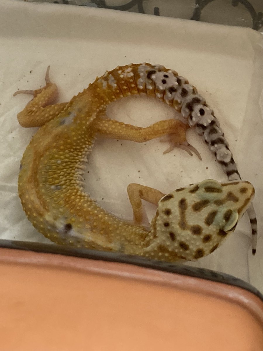 _OwO_vv's tweet photo. クリプトスポリジウム発症段階。

2021年6月(46g)クリプト陰性
2021年9月確定(30g)クリプト陽性
2022年現在4月寛解中(70g)

確定でお薬飲んで元気になるまでが本当に早かったなぁ。
#レオパ　#レオパードゲッコー #クリプトスポリジウム　#レオパのニコ https://t.co/czs33qVfcG