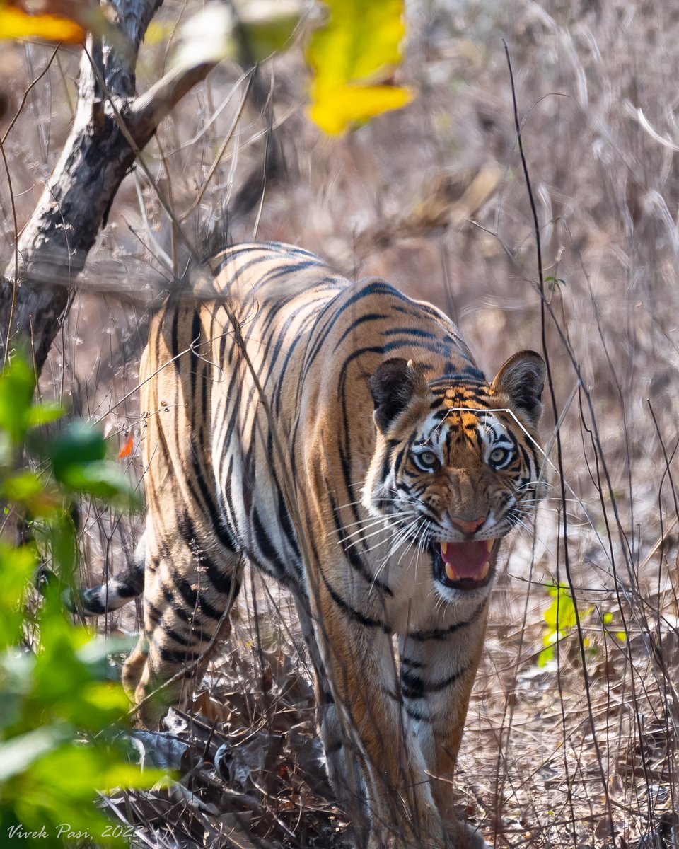 attempting_arts's tweet photo. Tigers of Nauradehi Wildlife Sanctuary @MPTourism #wildlifephotography #wildlife #MadhyaPradesh #mptourism #Tigers #bigcat https://t.co/62CnYR1YSU
