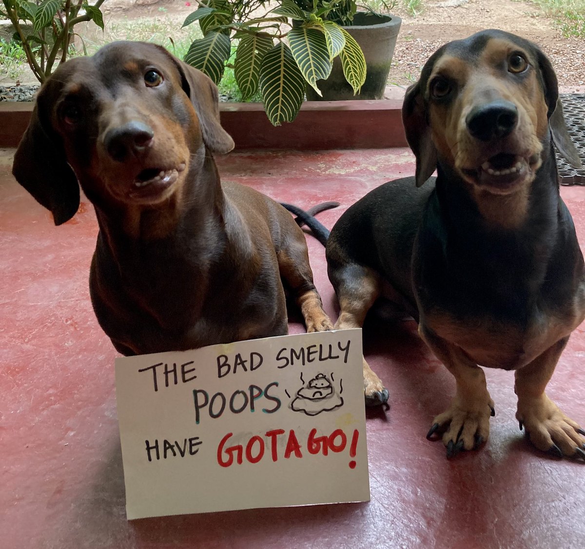 PetsAgainstgota's tweet photo. රටම ගඳගස්සන්නැතුව යන්නැතුව යන්න නන්දේ
The sausage dogs joining the fight too
#GoHomeRajapaksas #PetsAgainstGota https://t.co/NYh3JDYONQ