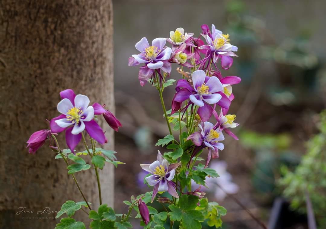 NatureAPhoto's tweet image. Experimenting with a polarizing filter in the garden. Mightily impressed with it!
#flowerphotography #NaturePhotography #polarizingfilter #canonphotography @CanonUKandIE