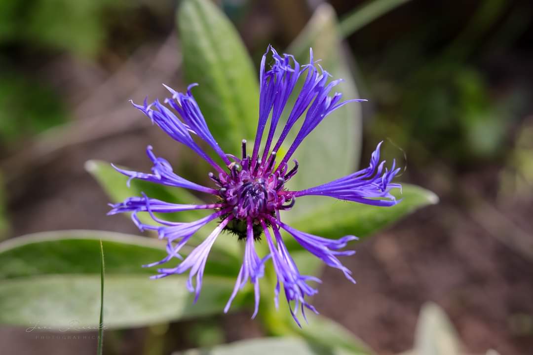 NatureAPhoto's tweet image. Experimenting with a polarizing filter in the garden. Mightily impressed with it!
#flowerphotography #NaturePhotography #polarizingfilter #canonphotography @CanonUKandIE