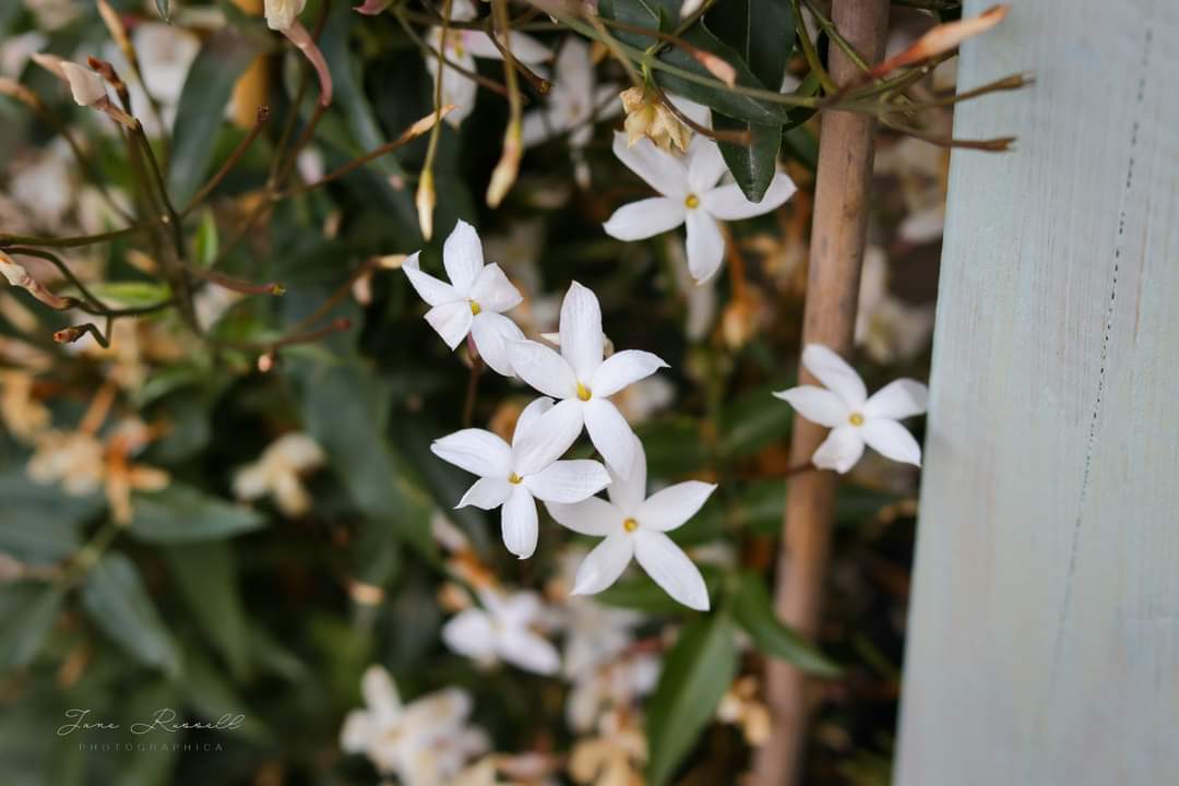 NatureAPhoto's tweet image. Experimenting with a polarizing filter in the garden. Mightily impressed with it!
#flowerphotography #NaturePhotography #polarizingfilter #canonphotography @CanonUKandIE