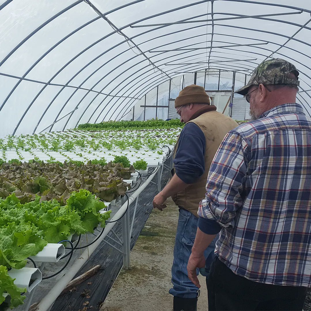 TimacAgroUSA's tweet photo. We pledge to be side-by-side distributors and growers throughout the growing season, to assist with knowledge every step of the way. Here is our sales rep Art Oliver, from eastern NY, checking on #tomato 🍅 and #lettuce  hydroponics with a grower from the Hudson Valley. https://t.co/rFiDA2ShVG