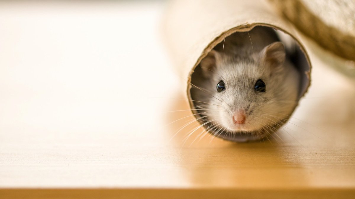 JohnsonsVet's tweet image. #Hamster’s can make great #firstpets for your little ones. 

Follow this fact file to be shaped into the perfect pet parent before adopting your furry friend.

Click here for more - rspca.org.uk/adviceandwelfa…