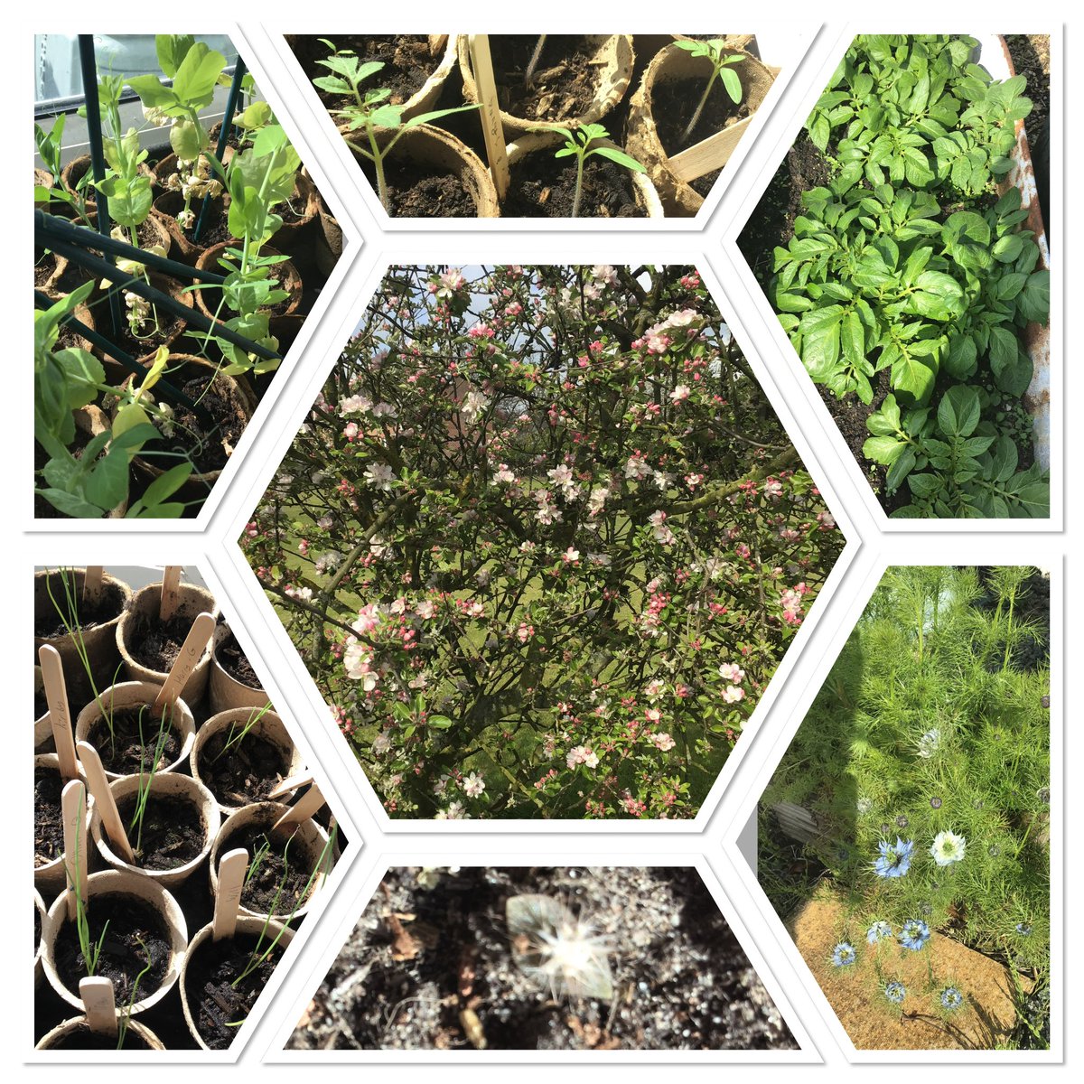 K9_is_my_puppy's tweet photo. Itβs all growing @MillDamSchool.
Peas, tomatoes π
, potatoes π₯ , nigella, cacti π΅, leeks and apples π all. Super plants tended by super learners.
#MDGrowing #Biggrow @giyireland @innocent https://t.co/QcDen3XXkU