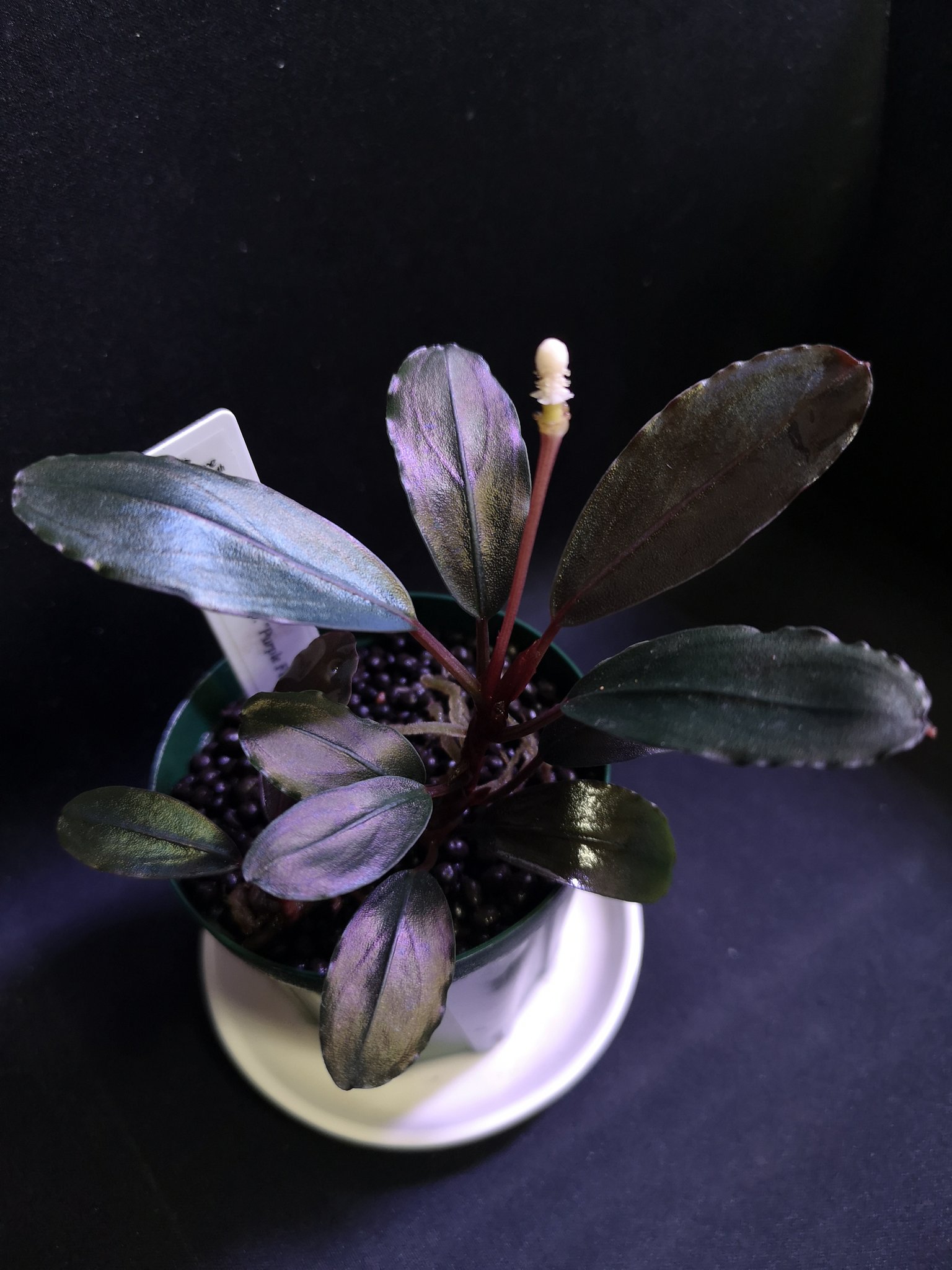 BUCEPHALANDRA for ヒューメリック BUCEPHALANDRA for ヒューメリック 水草