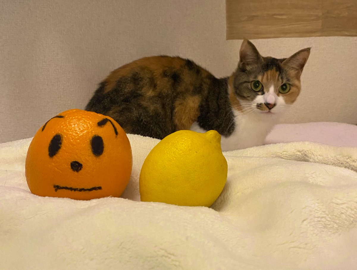 pom_dokodemo's tweet photo. My Daily Life with
@FamousFoxFed
@YakuCorp
and she looks a little like my FFF🟠
(She doesn't like the smell of citrus, so I'm keeping her away from it a bit..)
#OrangeLemon 🟠🍋 https://t.co/v4skl1LWtX