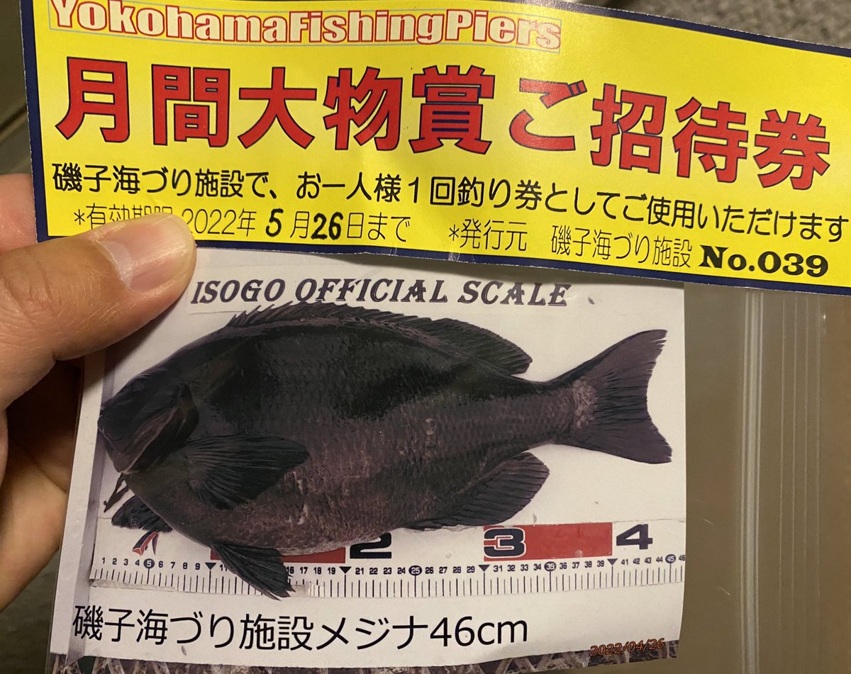 ponta6164's tweet photo. 今日はNorizoさんと釣りしてました！狙いはおチヌ様でしたが、結果としては、こんな結果になりましたww46㌢メジナ釣れて磯子の月間大物賞貰いました！（≧∇≦）♪終始フグ地獄に2人でハマり込んでましたが、暴風雨のコンディションで2人とも魚は釣れたので、
まぁ〜良かったです！＃磯子海づり施設 https://t.co/UKOEmlmyNX
