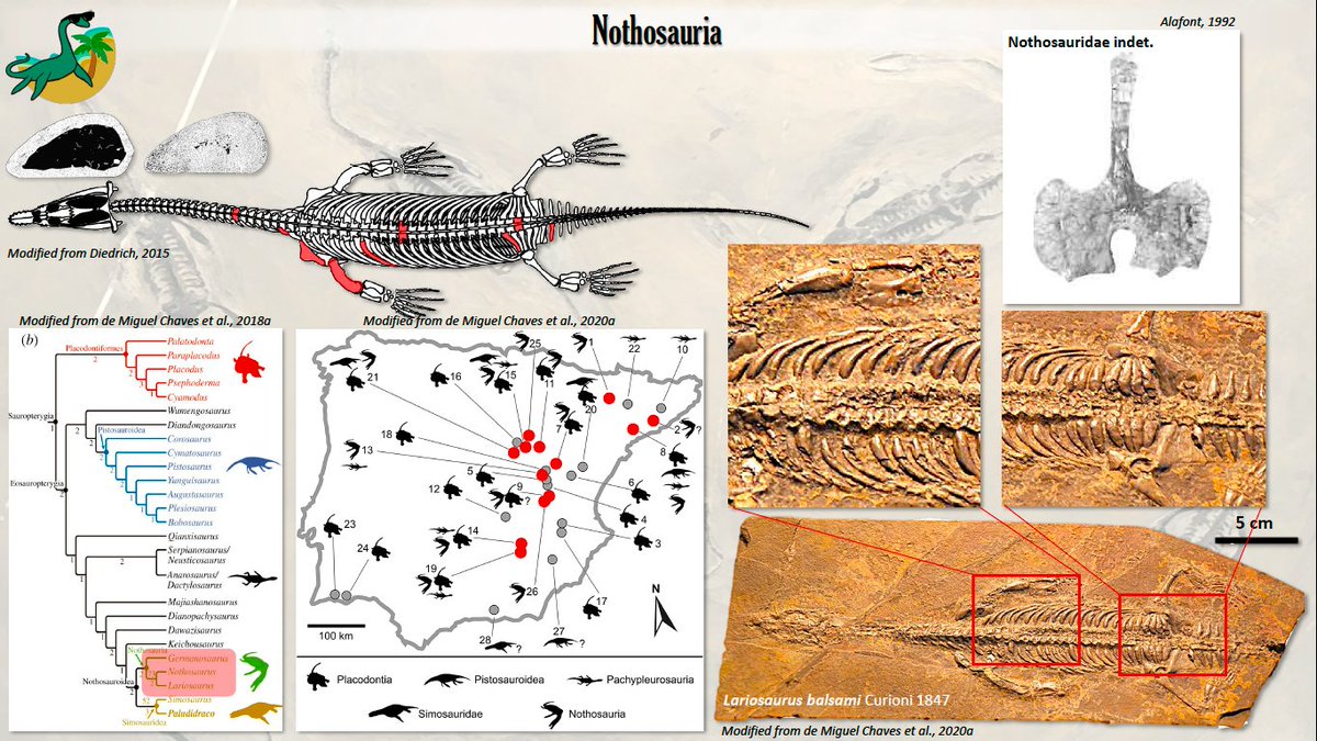 PaleoAlber's tweet photo. Among Iberian sauropterygians, pachyostotic bones have been identified within #Pachypleurosauria, #Nothosauria and #Simosauridae. Carapace-bearing #placodonts, however, follow a slightly different tendency, their armor plates are those which become denser. https://t.co/ICkCN1dexl
