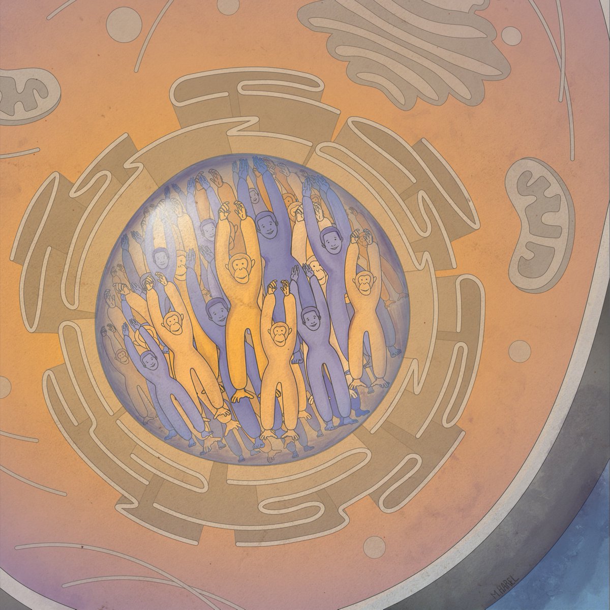 Interested in discovering the genetic changes that made us human? Our lab is looking for students and postdocs! 👩‍🔬👨‍🔬🧑‍🔬
gokhmanlab.com
please RT!