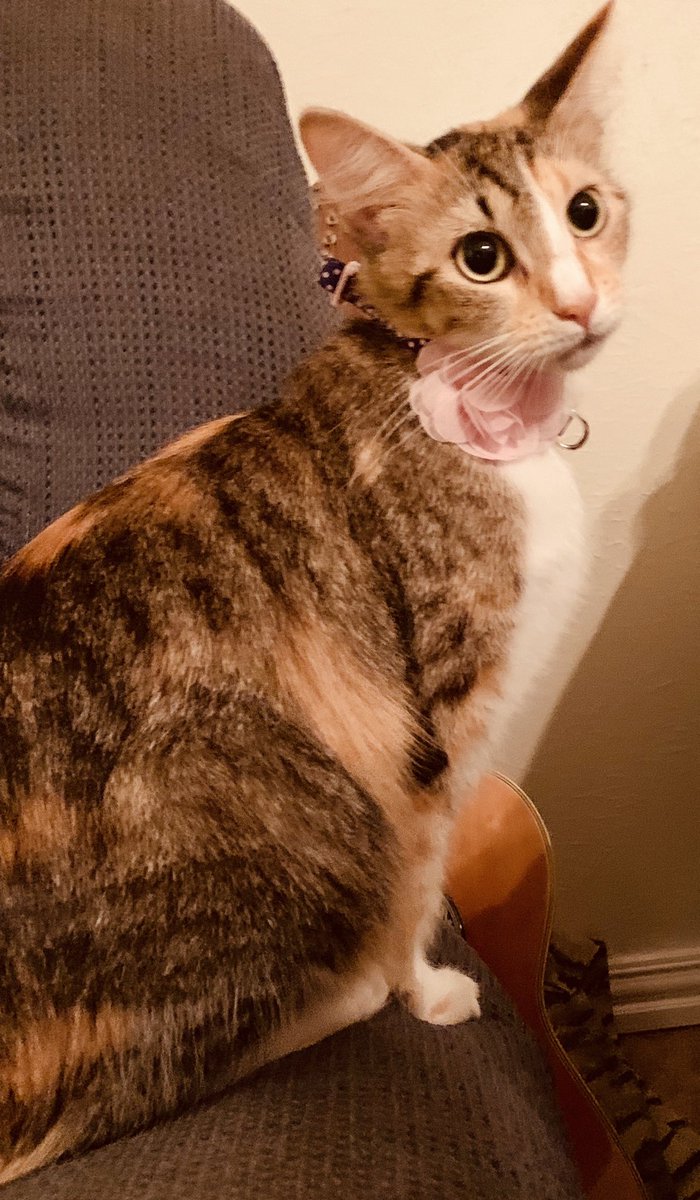 good opinion haver tweet media