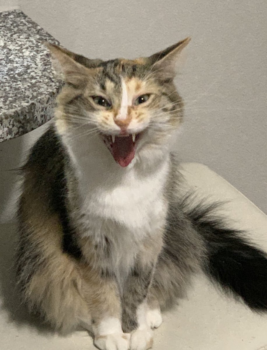 good opinion haver tweet media