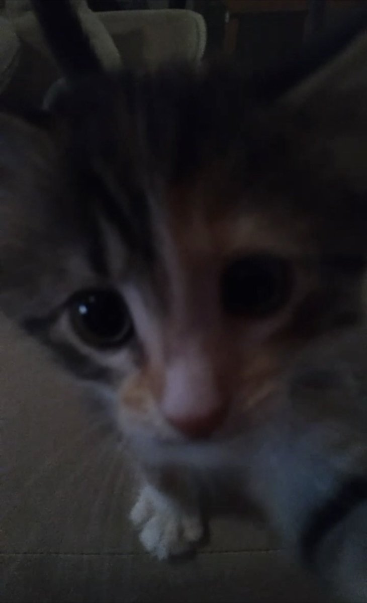 good opinion haver tweet media