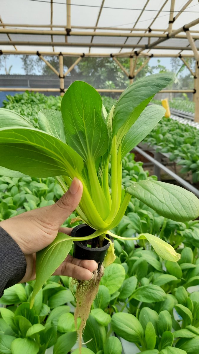 Teratai_Hydro's tweet photo. @FiersaBesari Buat beli sayur di kebun kita bisa langganan sampe tujuh turunan ituuu 😭 https://t.co/WS46fyYn2w