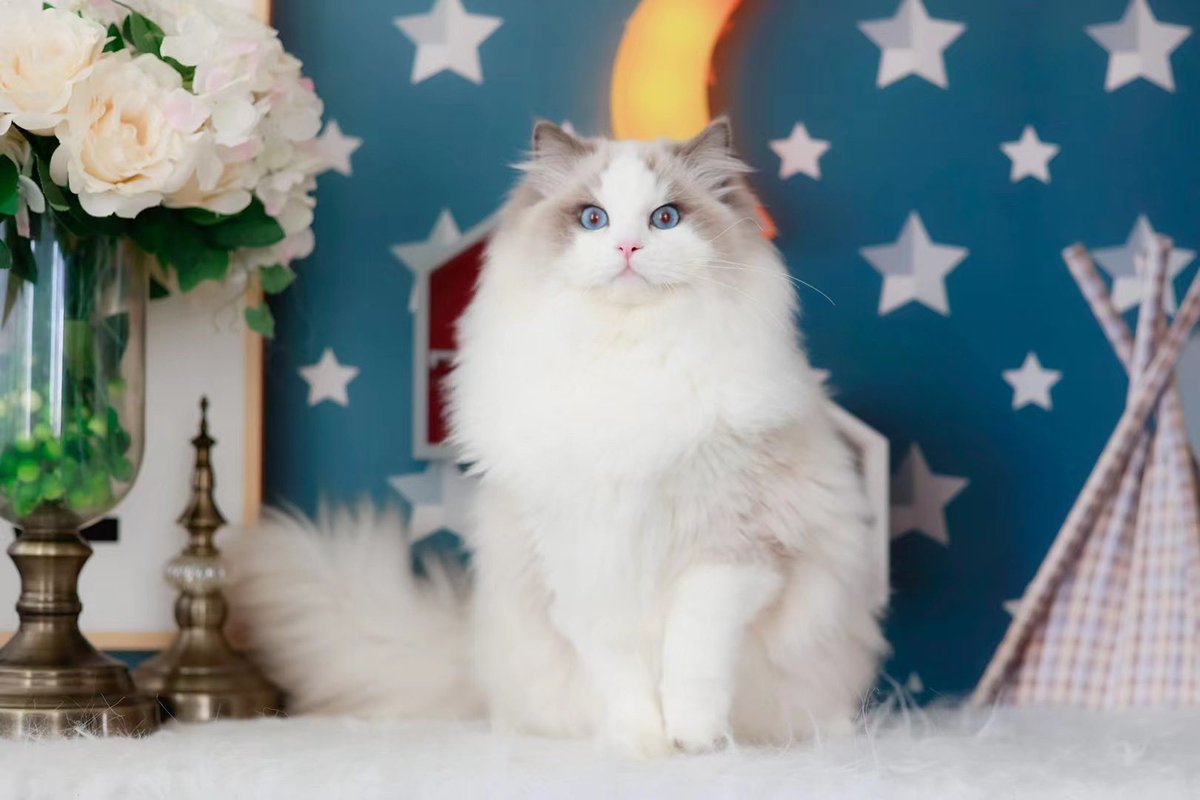 Evera31571908's tweet photo. いつも、いいね♥RT、リプ、フォローありがとうございます💖💞

#猫 #猫写真 #cat #もふもふチャレンジ #ragdoll #ねこ #ラグドール #猫好きさんと繋がりたい #癒し #かわいい #猫のいる暮らし https://t.co/HdQRNqUEvq