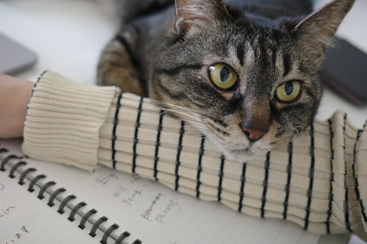 サボり気味だったDMM英会話を最近また始めました。「ちゃんとやってる？」と言わんばかりに間近で見守られております。頑張ります📚💭